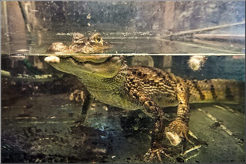 serban_vornicu-gazarului_19