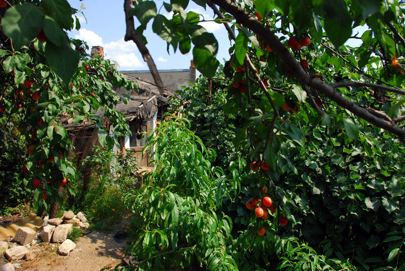 farmecul-verii-s-au-copt-corcodusele