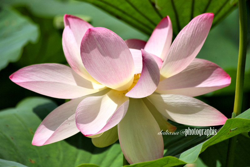 floare-de-lotus