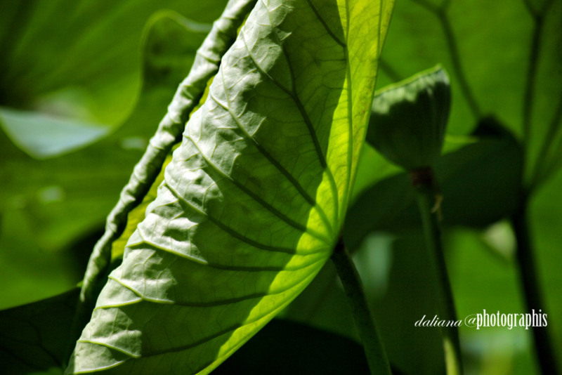he-lotus-plant-is-cited-extensively-within-puranic-and-vedic-literature