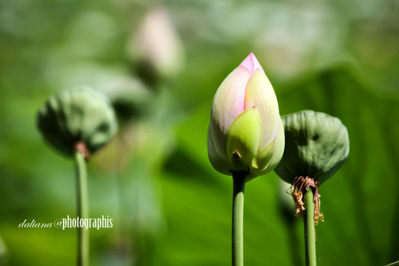 the-flowers-are-usually-found-on-thick-stems-rising-several-centimeters-above-the-leaves