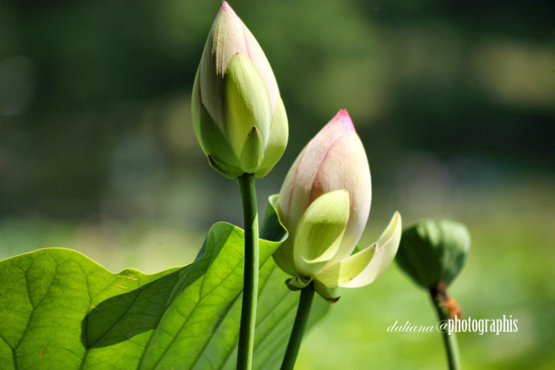 the-jewel-in-the-lotus