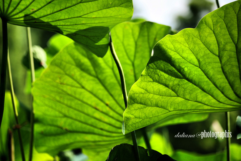 the-leaves-float-on-top-of-the-water-surface