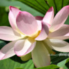floare-de-lotus