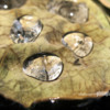 water-drops