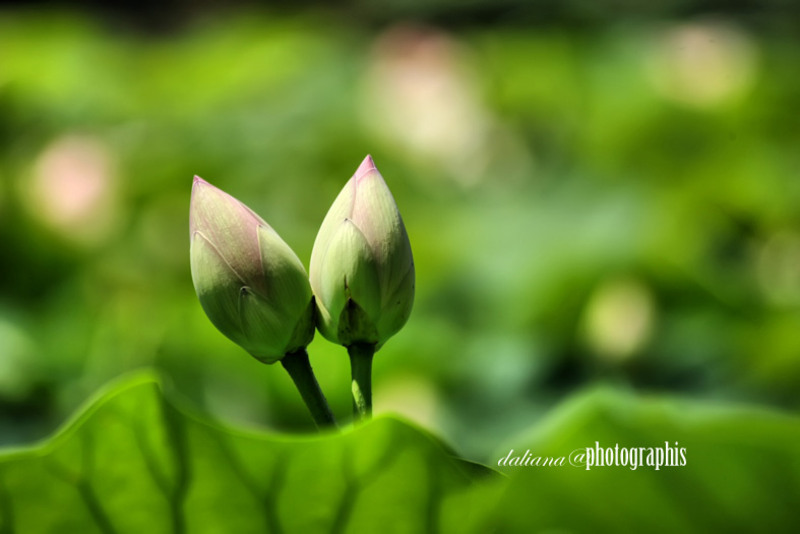 unfolding-petals-suggest-the-expansion-of-the-soul