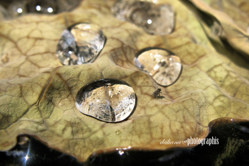 water-drops