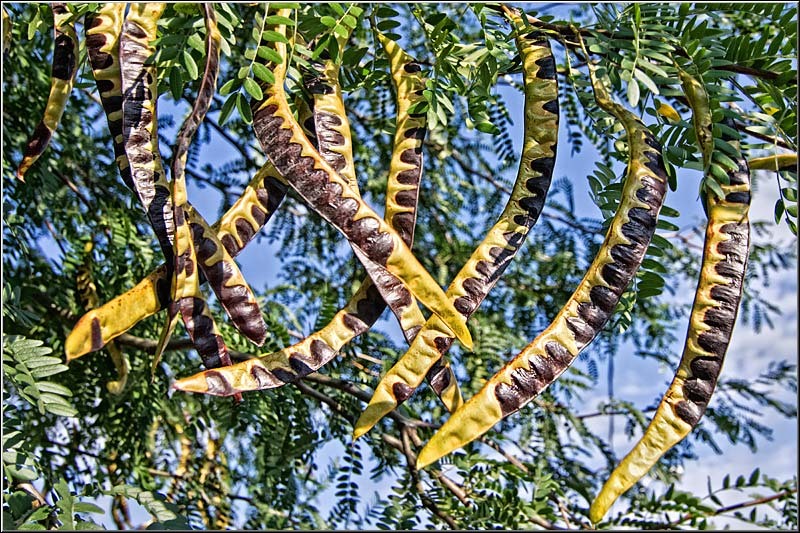 serbanvornicu_sprechitila_05