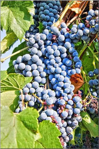 serbanvornicu_sprechitila_06