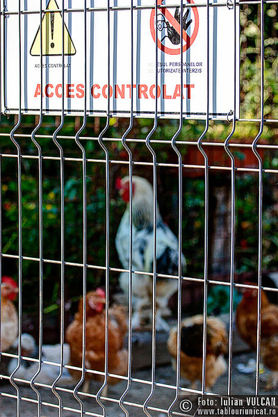 chitila_foto-by-iulian-vulcan-14