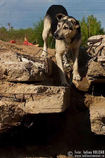 chitila_foto-by-iulian-vulcan-61