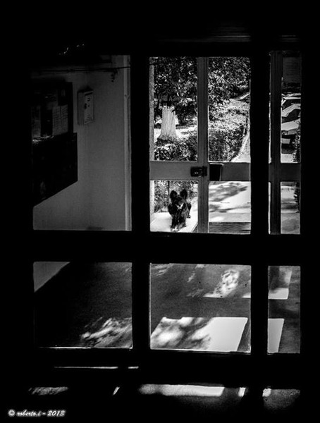 954783_603601332993827_1806485704_n