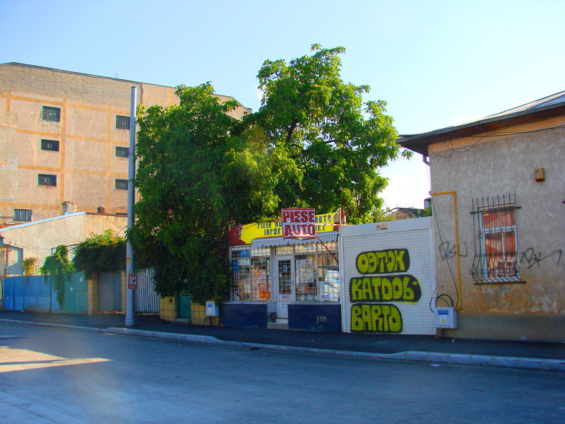 dsc07473a_ramas-singur