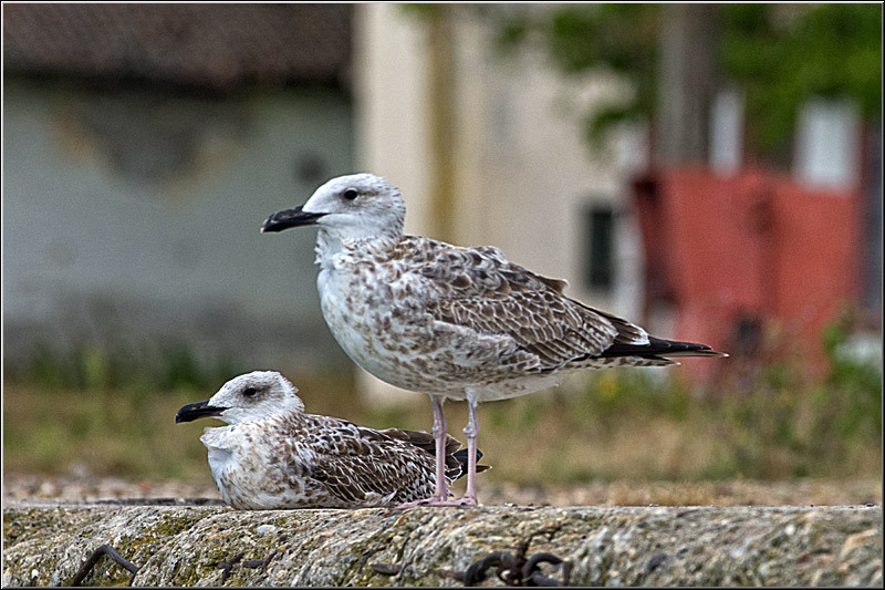 serbanvornicu_delta2013_07