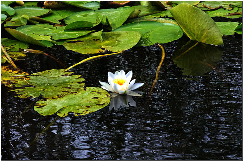 serbanvornicu_delta2013_11