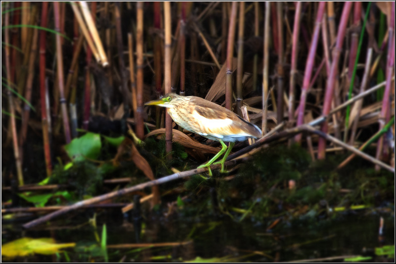 serbanvornicu_delta2013_12