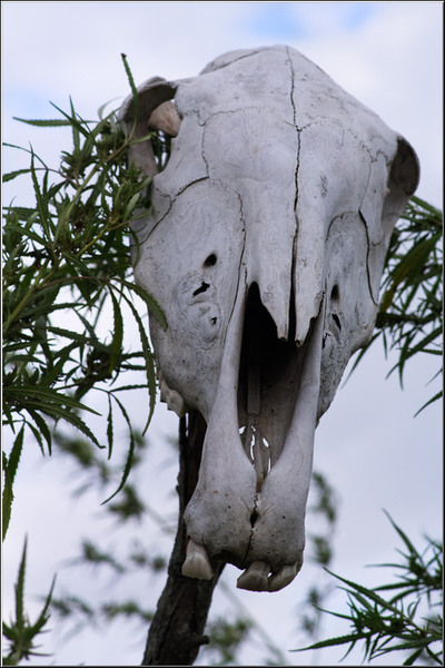 serbanvornicu_delta2013_13