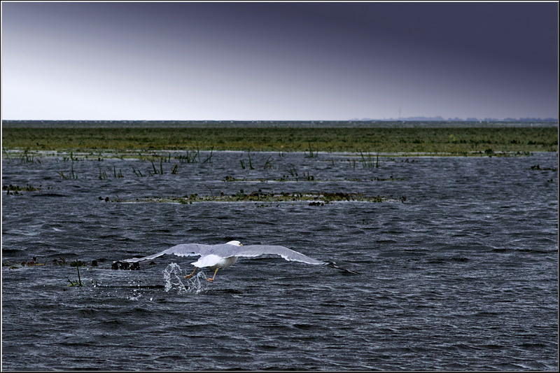 serbanvornicu_delta2013_17