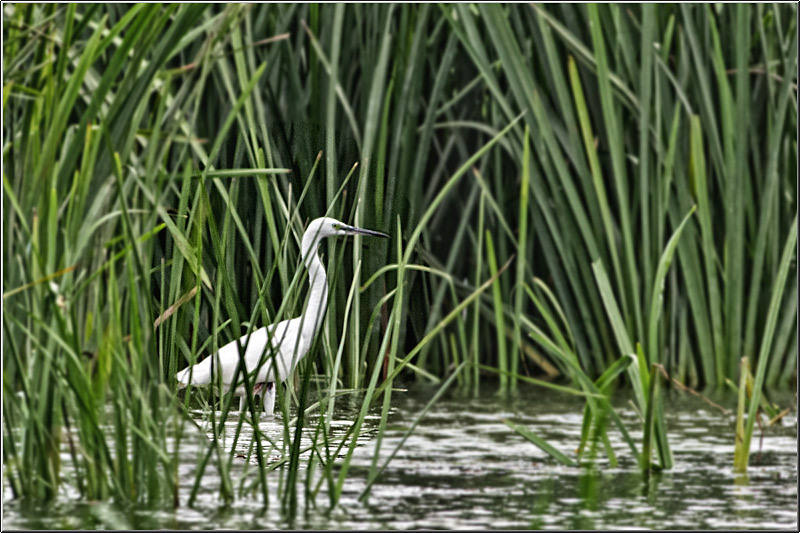 serbanvornicu_delta2013_19