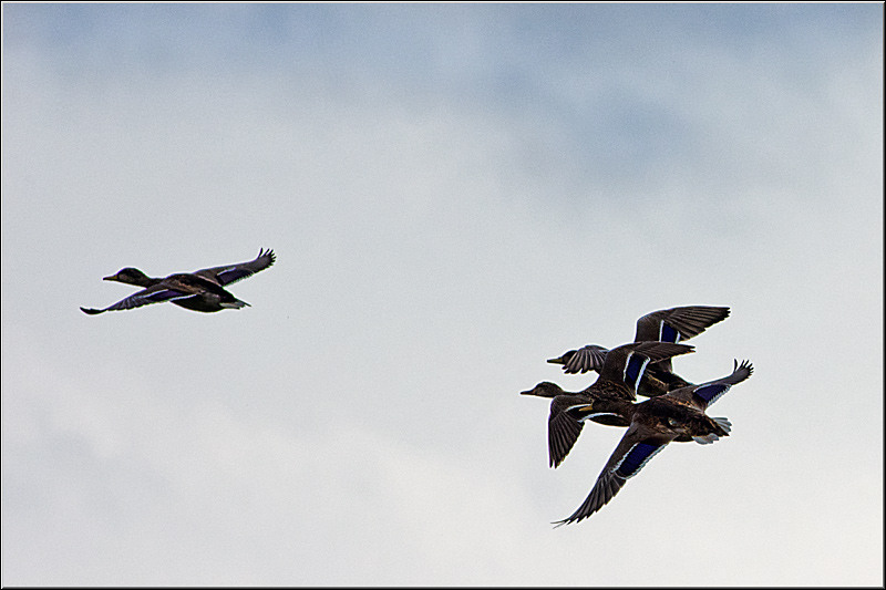 serbanvornicu_delta2013_20