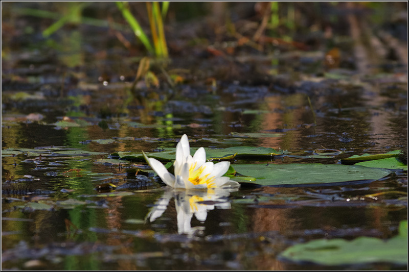 serbanvornicu_delta2013_21