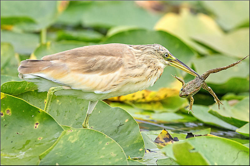 serbanvornicu_delta2013_23