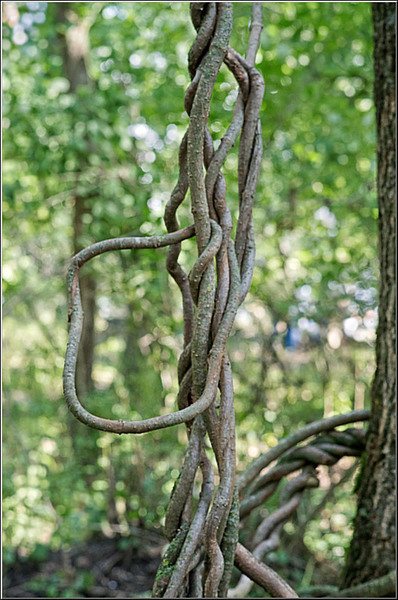 serbanvornicu_delta2013_30