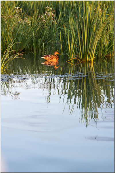 serbanvornicu_delta2013_36