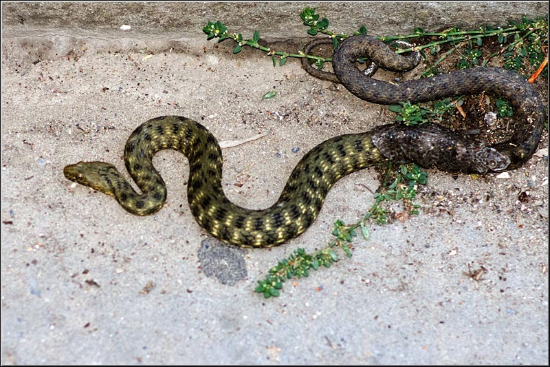 serbanvornicu_delta2013_39