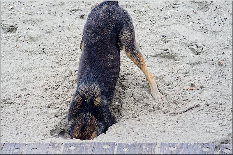 serbanvornicu_delta2013_43