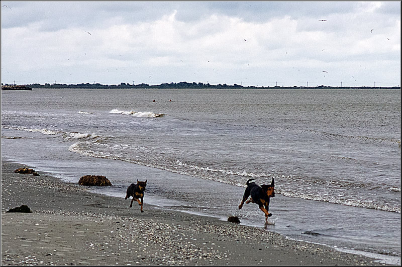 serbanvornicu_delta2013_59