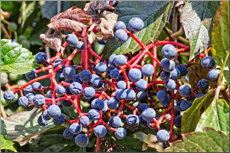 serbanvornicu_wpc_09