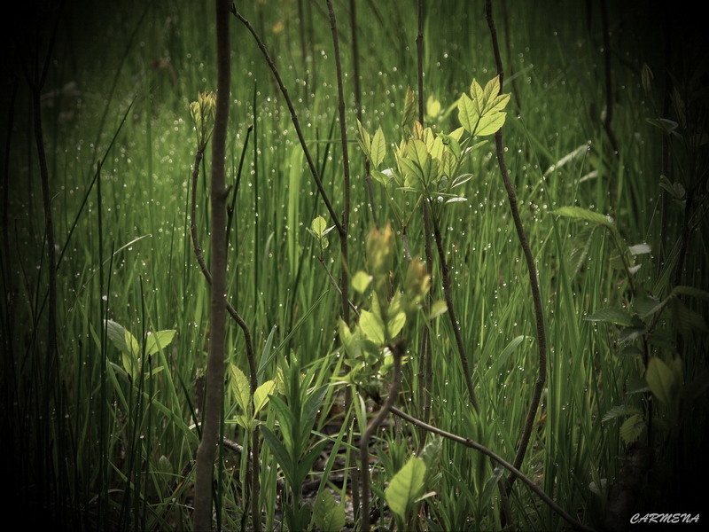 dimineata de primavara