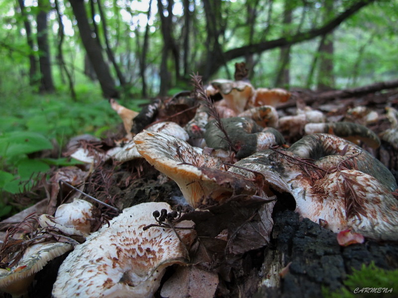 tocanita de ciuperci