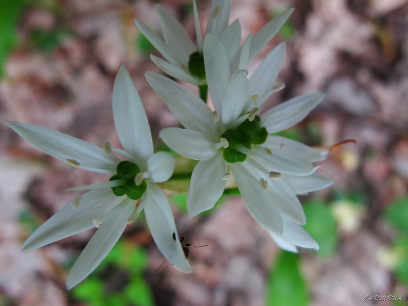 si noi suntem frumoase!