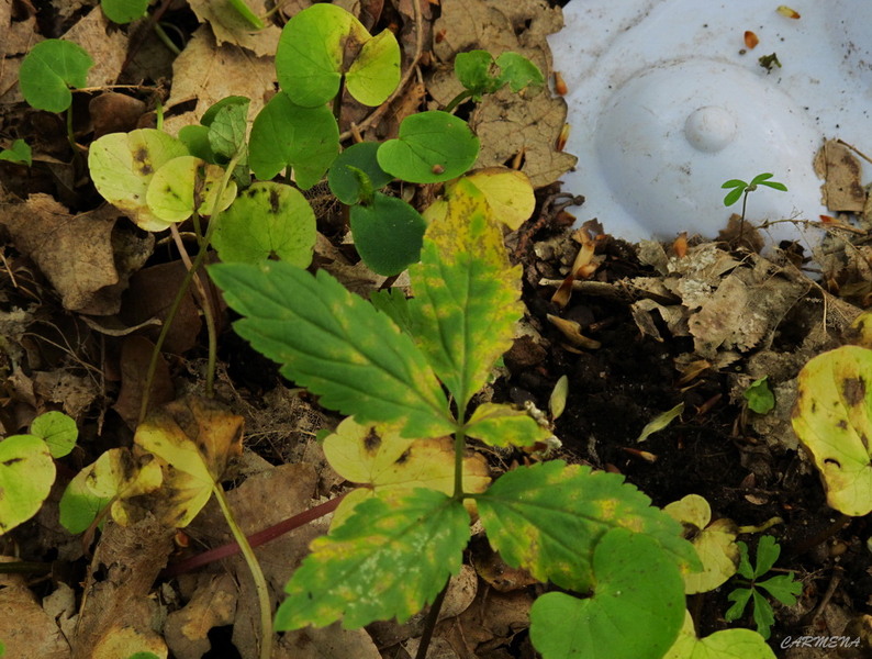 natura moarta vs natura vie