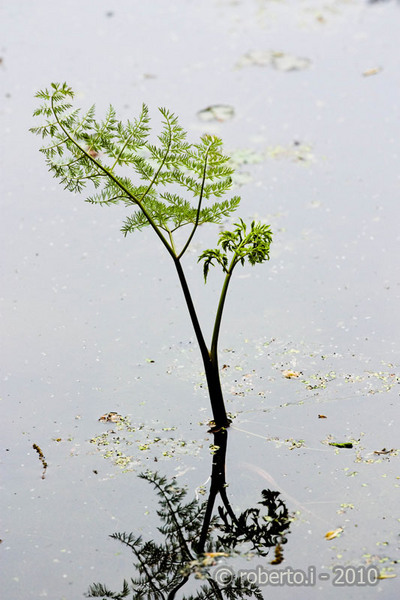 robertoi_cernica_apr2010_05