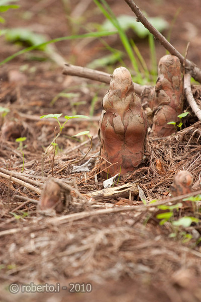 robertoi_cernica_apr2010_06