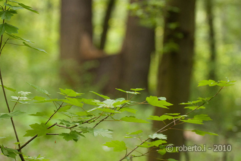 robertoi_cernica_apr2010_08