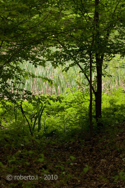 robertoi_cernica_apr2010_10