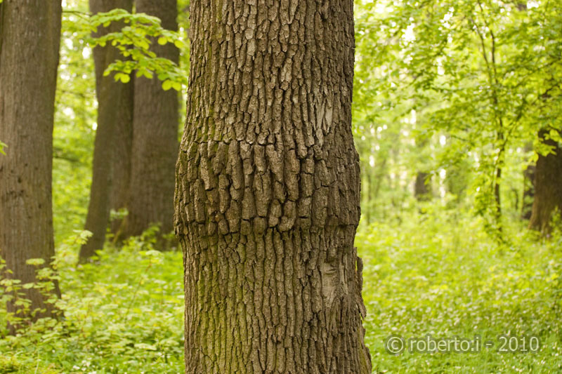 robertoi_cernica_apr2010_13