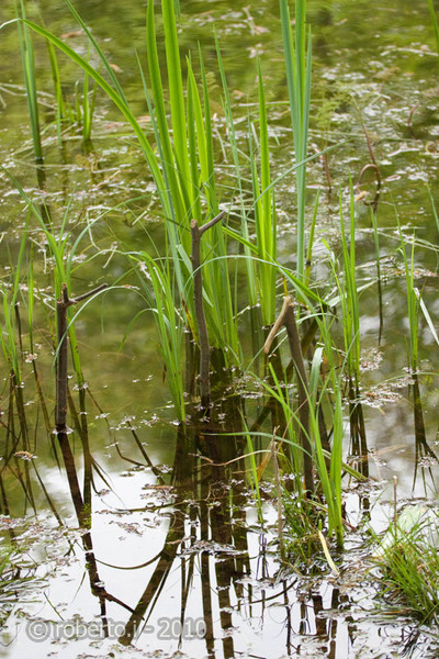 robertoi_cernica_apr2010_14