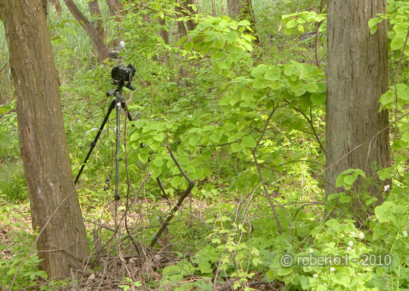 robertoi_cernica_apr2010_16