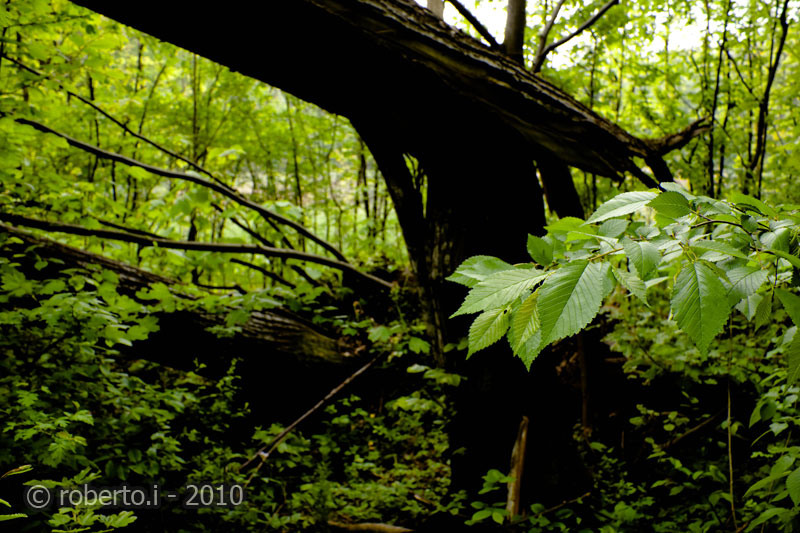 robertoi_cernica_apr2010_18