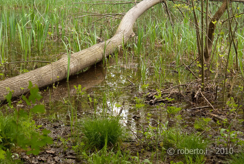 robertoi_cernica_apr2010_22