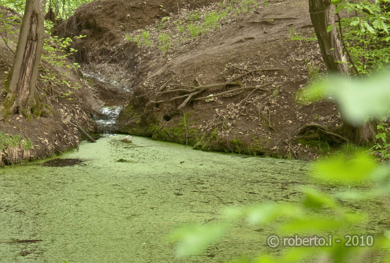 robertoi_cernica_apr2010_24