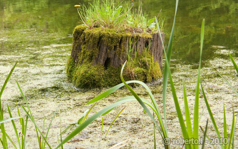 robertoi_cernica_apr2010_25