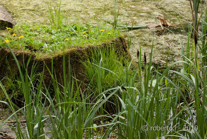 robertoi_cernica_apr2010_27