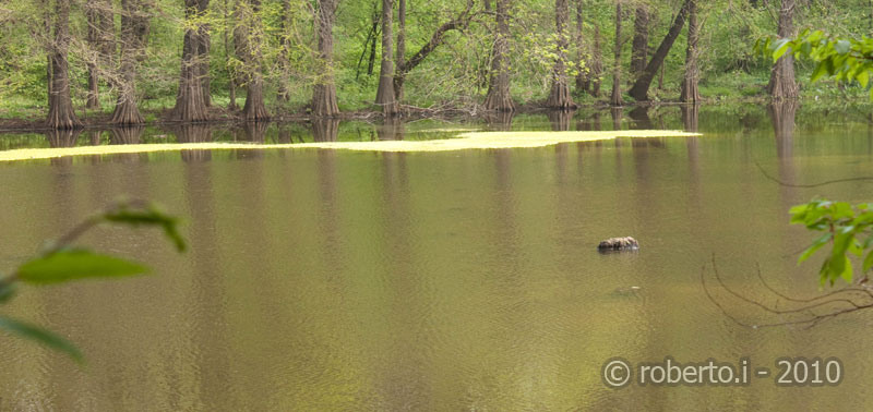 robertoi_cernica_apr2010_28