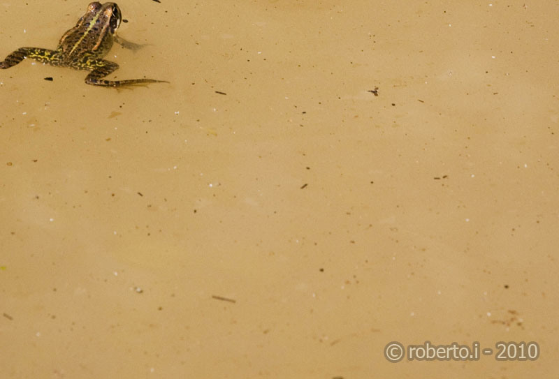 robertoi_cernica_apr2010_30